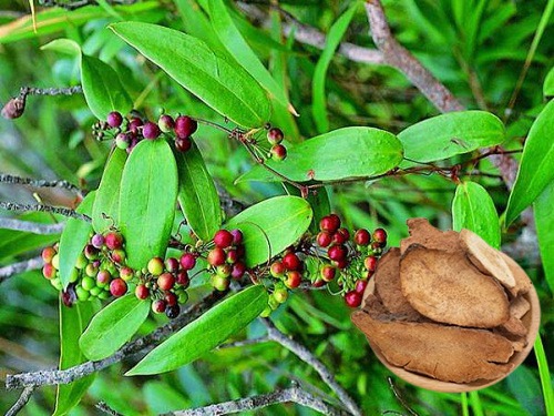Củ khúc khắc hay còn gọi là thổ phục linh
