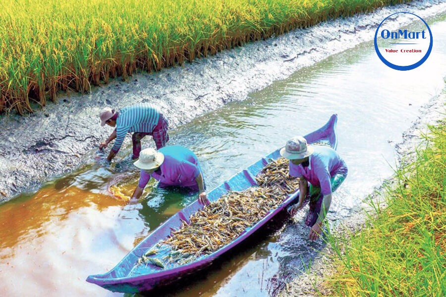 Gạo ST25 lúa tôm trồng theo mô hình “con tôm ôm cây lúa” Gạo ST25 lúa tôm trồng theo mô hình “con tôm ôm cây lúa”