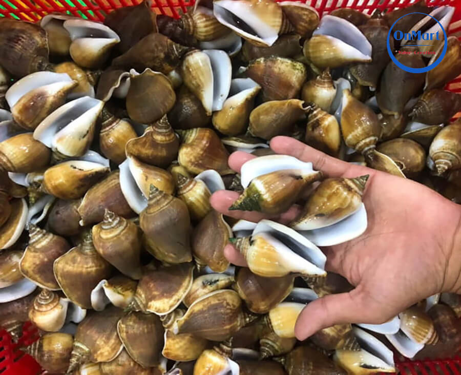 Cách chọn ốc nhảy ngon mà bạn nên biết Cách chọn ốc nhảy ngon mà bạn nên biết