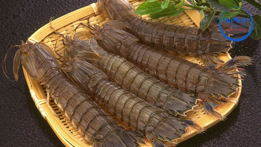 Chọn mua tôm tích còn sống Chọn mua tôm tích còn sống
