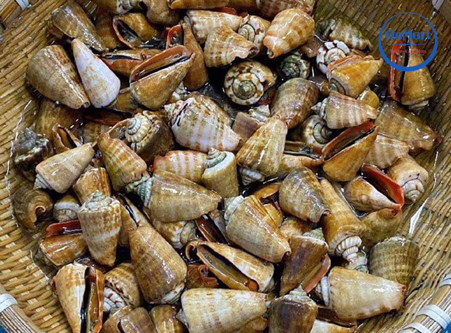 Đặc điểm hình thái của ốc nhảy Đặc điểm hình thái của ốc nhảy