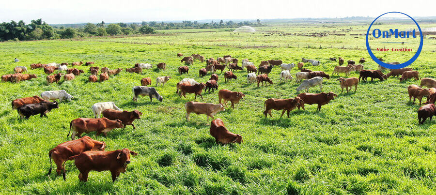 Farm công nghệ cung cấp thực phẩm sạch của Onmart