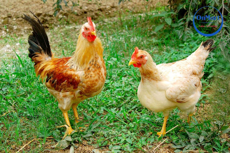Gà ta thả vườn nuôi thảo mộc 