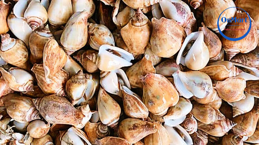 Ốc nhảy được mệnh danh là ông vua của các loài ốc Ốc nhảy được mệnh danh là ông vua của các loài ốc