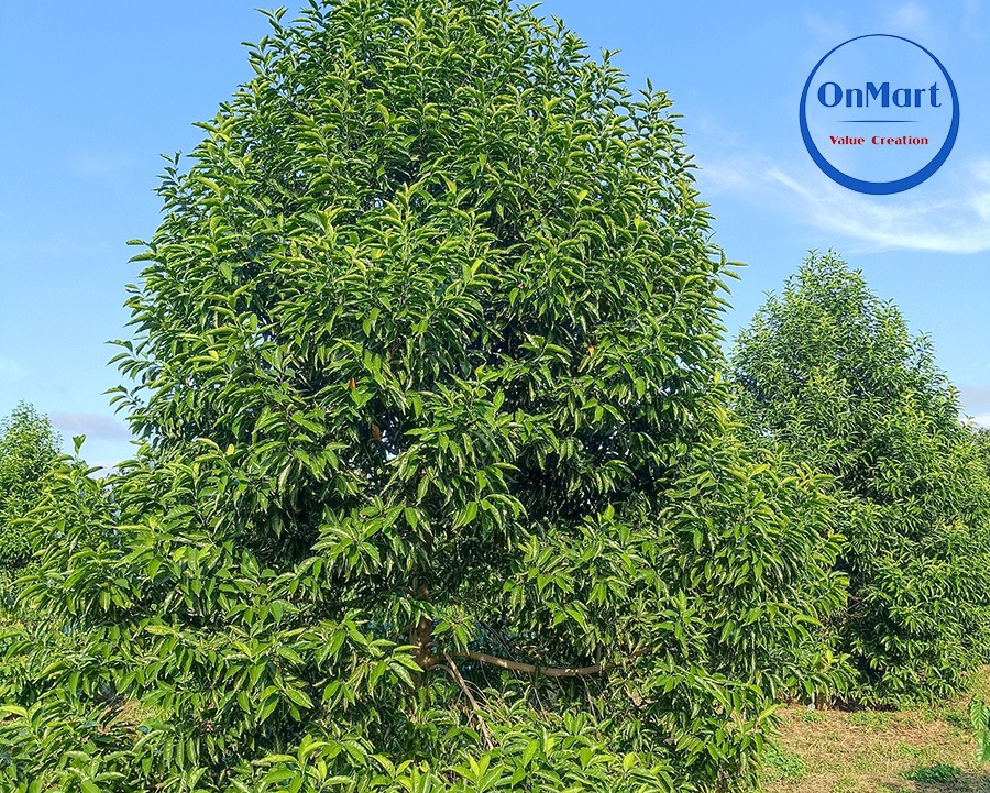 Cây dổi của Onmart trưởng thành Cây dổi của Onmart trưởng thành