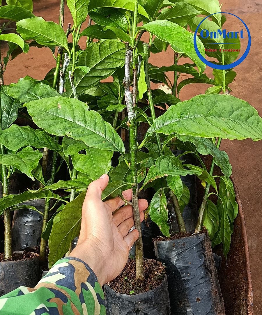 Cây giống hạt dổi Onmart Cây giống hạt dổi Onmart