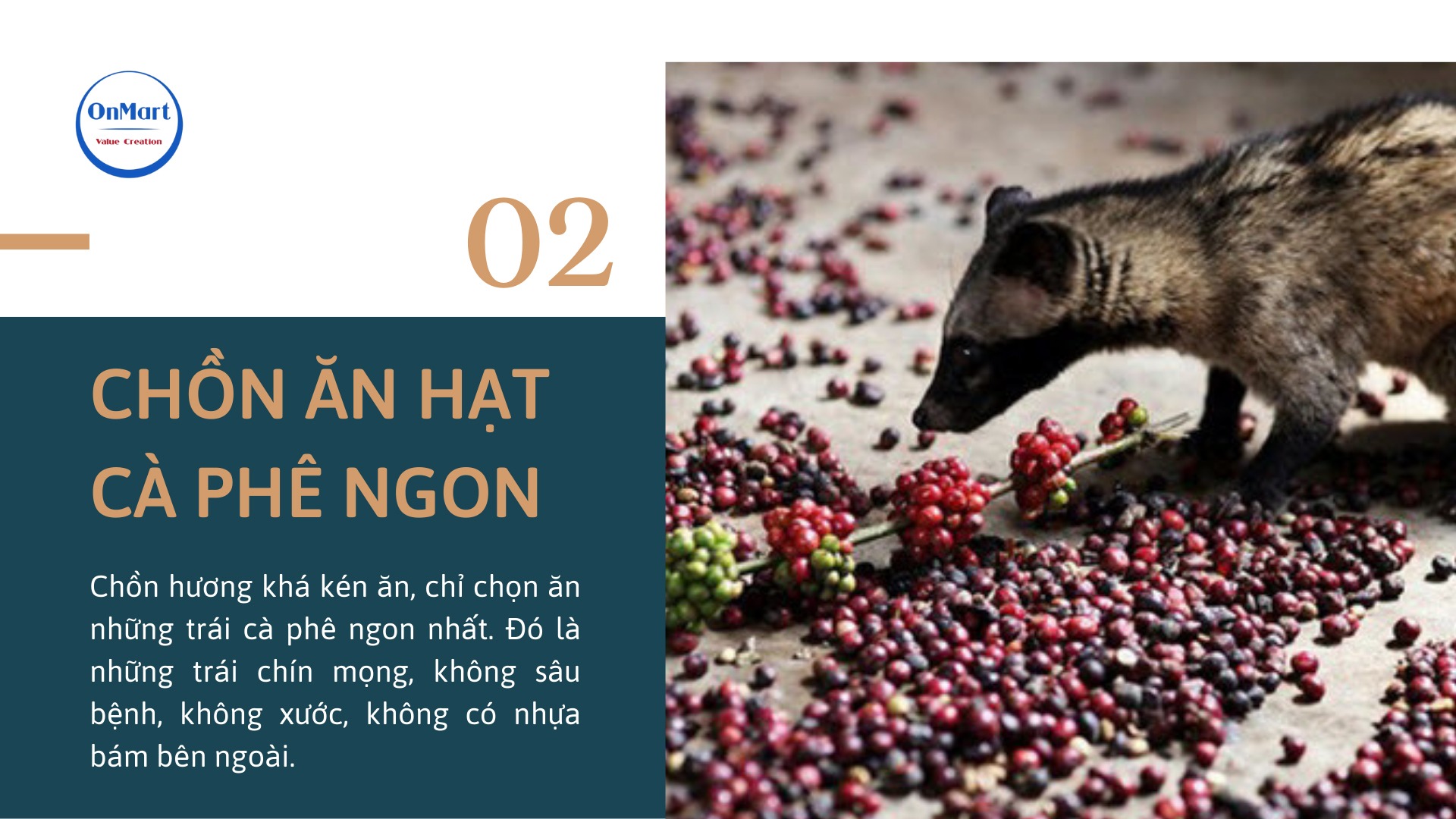 Chồn ăn những hạt cà phê ngon nhất