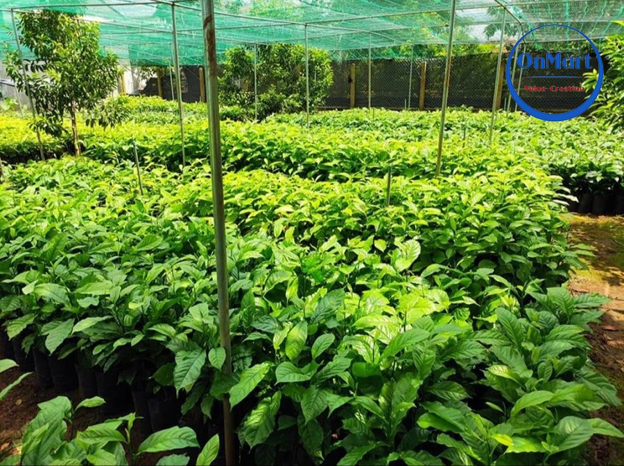 Trang trại trồng cây hạt dổi Trang trại trồng cây hạt dổi